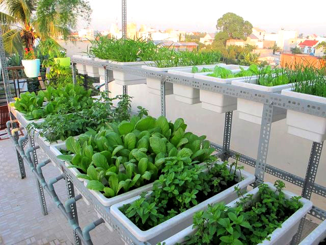 Lợi ích của việc trồng vườn trên sân thượng tại nhà